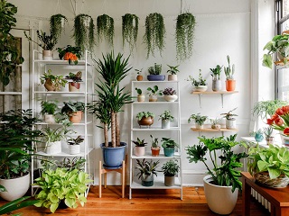 Greenscape Creation
